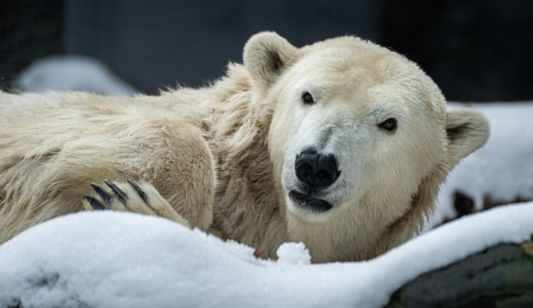 V pražské zoo utratili lední medvědici Bertu. Trpěla neléčitelnou nemocí