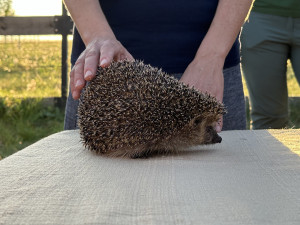 VIDEO: Pražská záchranná stanice vypustila uzdravené poštolky zpět do přírody