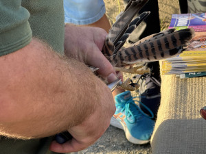 VIDEO: Pražská záchranná stanice vypustila uzdravené poštolky zpět do přírody