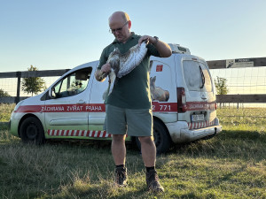 VIDEO: Pražská záchranná stanice vypustila uzdravené poštolky zpět do přírody