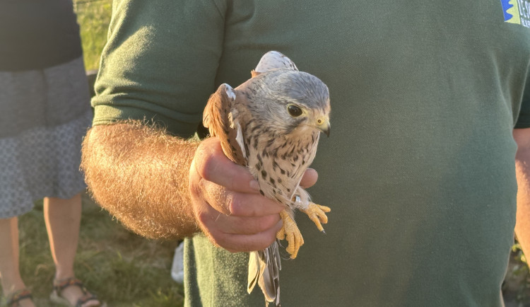 Poštolka se léčila asi měsíc.