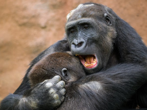 Gorily v pražské zoo slaví 60leté výročí. Příští rok čekají dva přírůstky