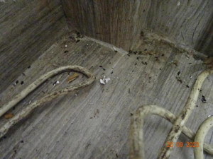 Plíseň, myší bobky. Potravinářská inspekce zavřela v Sapě už čvrtý podnik za měsíc