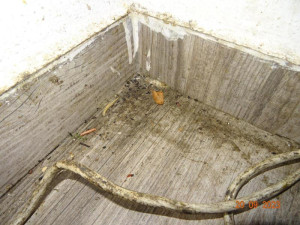 Plíseň, myší bobky. Potravinářská inspekce zavřela v Sapě už čvrtý podnik za měsíc