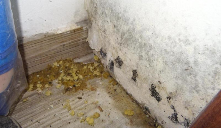 Kromě bobků našli i plíseň na zdech.