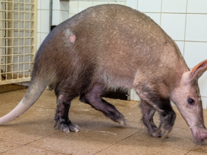 V pražské zoo je nejstarší hrabáč kapský, který kdy žil. Pieta oslavila 32 let