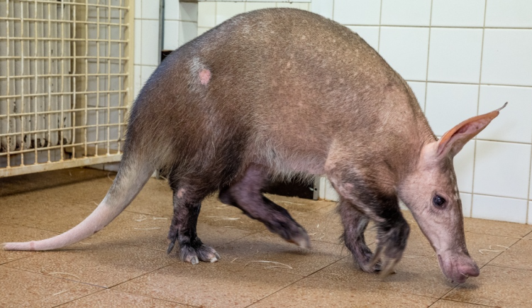 V pražské zoo je nejstarší hrabáč kapský, který kdy žil. Pieta oslavila 32 let