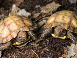 Pražská zoo jako první v Evropě rozmnožila ohrožené želvy dlaždicovité
