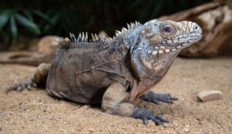 Pepíno žil v pražské zoo přes třicet let.