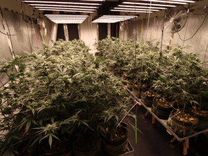 V bytech měli přes tisíc rostlin konopí.