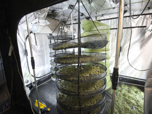 VIDEO: Gang cizinců si pronajímal byty na dobrých adresách, pěstoval v nich konopí