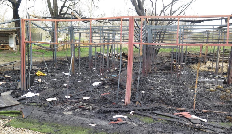 Policie navrhla obžalovat muže za založení požáru, při kterém uhořelo šest koní