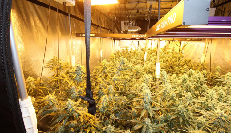 VIDEO: Gang cizinců si pronajímal byty na dobrých adresách, pěstoval v nich konopí