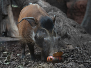 FOTOGALERIE: Dýňová mánie v pražské zoo. Masozřavcům je nadívají kuřaty
