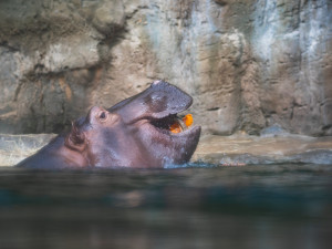 FOTOGALERIE: Dýňová mánie v pražské zoo. Masozřavcům je nadívají kuřaty