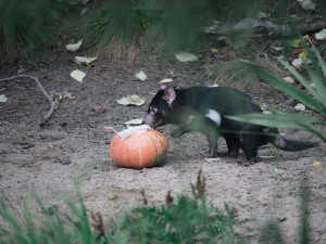 FOTOGALERIE: Dýňová mánie v pražské zoo. Masozřavcům je nadívají kuřaty