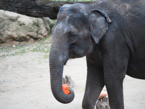 FOTOGALERIE: Dýňová mánie v pražské zoo. Masozřavcům je nadívají kuřaty