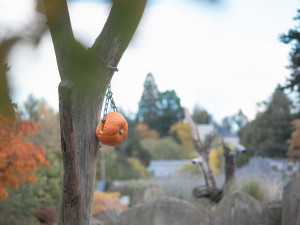 FOTOGALERIE: Dýňová mánie v pražské zoo. Masozřavcům je nadívají kuřaty