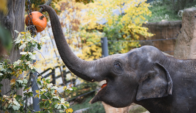 Sloni si dýně trhají ze stromů.