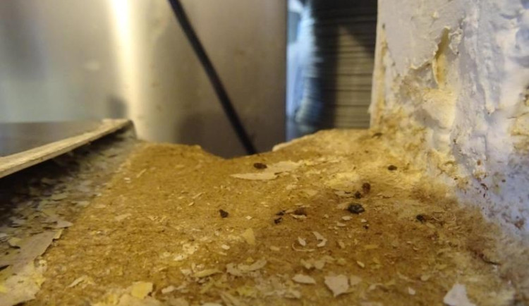 V pražské restauraci pobíhaly myši, potravinářská inspekce ji zavřela