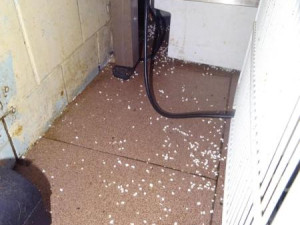 V pražské restauraci pobíhaly myši, potravinářská inspekce ji zavřela