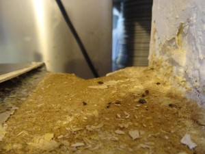 V pražské restauraci pobíhaly myši, potravinářská inspekce ji zavřela