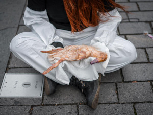 143 milionů mrtvých zvířat. Spolek Nejíme maso se dnes postavil za zvířecí práva