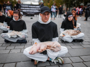 143 milionů mrtvých zvířat. Spolek Nejíme maso se dnes postavil za zvířecí práva