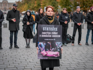 143 milionů mrtvých zvířat. Spolek Nejíme maso se dnes postavil za zvířecí práva