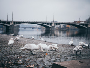 Jakost vody se v posledních desetiletích zlepšila, říká mluvčí povodí Vltavy