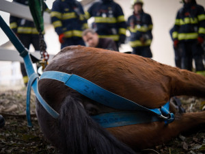VIDEO: Zraněný kůň se nemohl postavit na nohy. Pomohli mu hasiči s vyprošťovacím autem