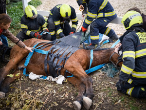 VIDEO: Zraněný kůň se nemohl postavit na nohy. Pomohli mu hasiči s vyprošťovacím autem
