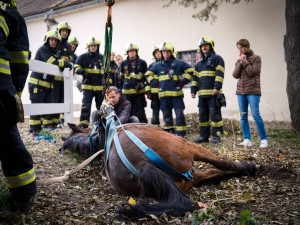 VIDEO: Zraněný kůň se nemohl postavit na nohy. Pomohli mu hasiči s vyprošťovacím autem