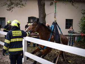 VIDEO: Zraněný kůň se nemohl postavit na nohy. Pomohli mu hasiči s vyprošťovacím autem