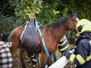 VIDEO: Zraněný kůň se nemohl postavit na nohy. Pomohli mu hasiči s vyprošťovacím autem