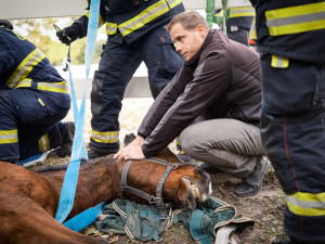 VIDEO: Zraněný kůň se nemohl postavit na nohy. Pomohli mu hasiči s vyprošťovacím autem