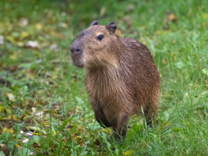 Pražská zoo chová po deseti letech kapybary. Jména novému páru vybere v anketě veřejnost