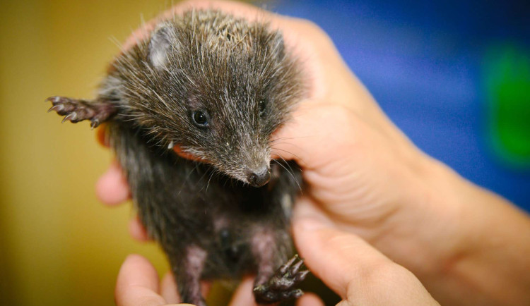 Pražská záchranná stanice zveřejnila výzvu o pomoc pro ježky