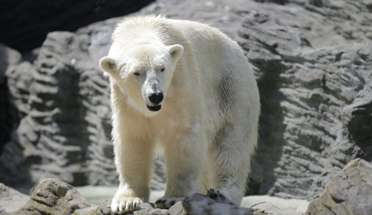 Lední medvědi potřebují nový pavilon. Ten bude stát přes miliardu korun