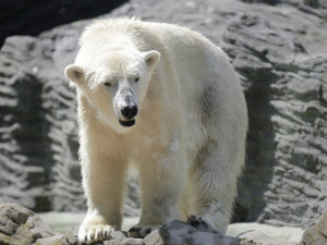 Lední medvědi potřebují nový pavilon. Ten bude stát přes miliardu korun
