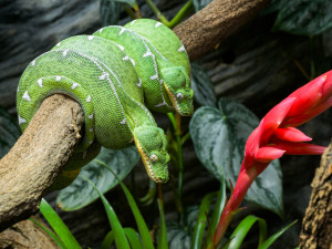 VIDEO: Tělo hada, hlava psa. Pražská zoo získala vzácné plazy