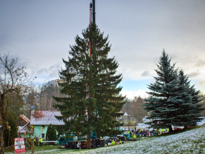 FOTOGALERIE: Vánoční strom pro Staroměstské náměstí pokácel mistr republiky. Zdobit ho začnou v úterý