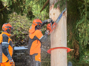 FOTOGALERIE: Vánoční strom pro Staroměstské náměstí pokácel mistr republiky. Zdobit ho začnou v úterý
