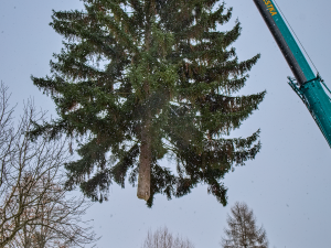 FOTOGALERIE: Vánoční strom pro Staroměstské náměstí pokácel mistr republiky. Zdobit ho začnou v úterý