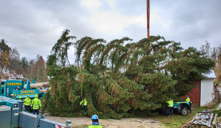 FOTOGALERIE: Vánoční strom pro Staroměstské náměstí pokácel mistr republiky. Zdobit ho začnou v úterý