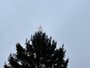 Vánoční strom dorazil do Prahy. Od noci stojí na Staroměstském náměstí