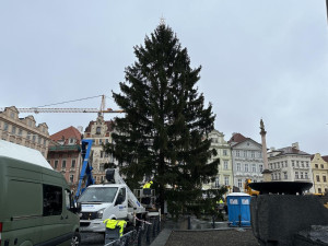Vánoční strom dorazil do Prahy. Od noci stojí na Staroměstském náměstí
