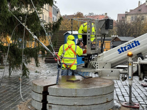 Vánoční strom dorazil do Prahy. Od noci stojí na Staroměstském náměstí