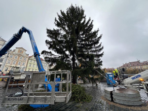 Vánoční strom dorazil do Prahy. Od noci stojí na Staroměstském náměstí