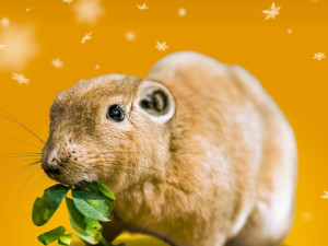 Zoo Praha nabízí zvířecí sirotky k adopci